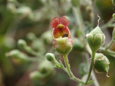 Scrophularia scorodonia, photographed by Carminda Santos