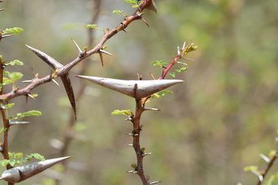 Vachellia horrida, photographed by S.MORE