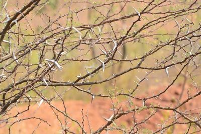 Vachellia horrida, photographed by S.MORE