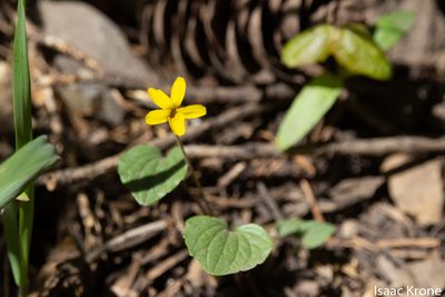 Viola utahensis, photographed by Isaac Krone