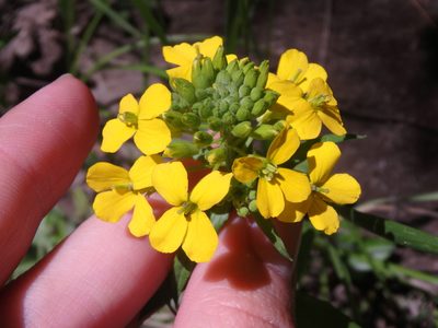 Erysimum aureum, photographed by Сергей Крыленко