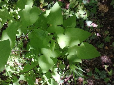 Lactuca bourgaei, photographed by Сергей Крыленко