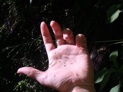 Achnatherum virescens, photographed by Сергей Крыленко