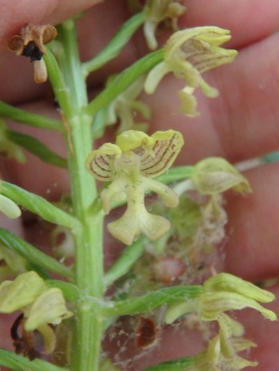 Orchis punctulata, photographed by Сергей Крыленко