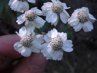 Achillea biserrata, photographed by Сергей Крыленко