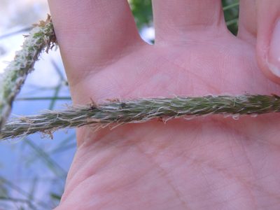Alopecurus myosuroides, photographed by Сергей Крыленко