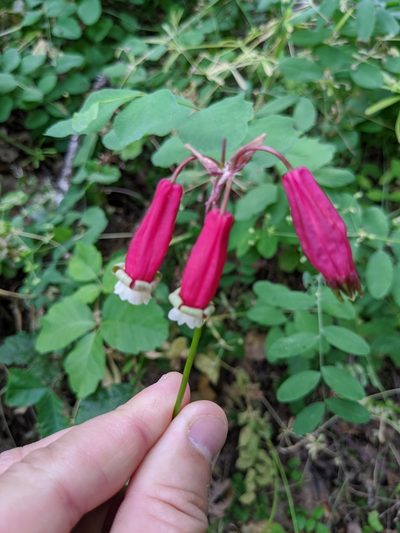 Dichelostemma ida-maia, photographed by Jason