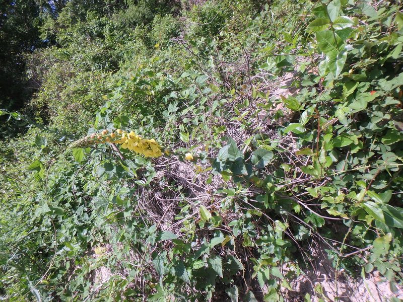 Verbascum salgirensis, photographed by Сергей Крыленко