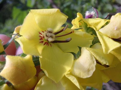 Verbascum salgirensis, photographed by Сергей Крыленко