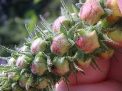 Verbascum salgirensis, photographed by Сергей Крыленко