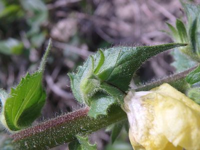 Verbascum salgirensis, photographed by Сергей Крыленко