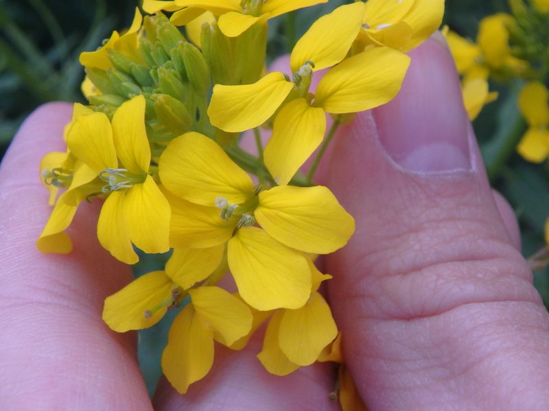 Erysimum aureum, photographed by Сергей Крыленко