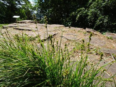 Carex muricata, photographed by Robert H. Wardell