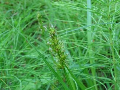 Carex laevivaginata, photographed by Reuven Martin
