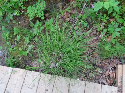 Carex prasina, photographed by Reuven Martin