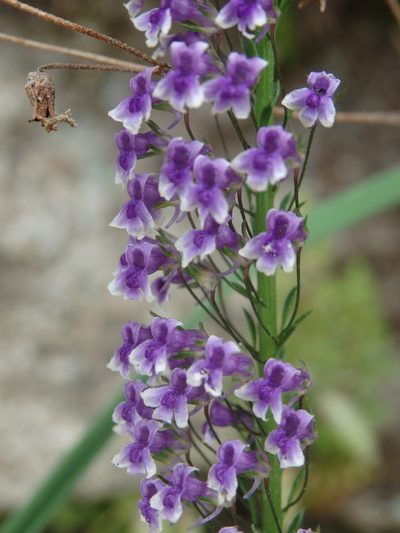 Anarrhinum longipedicellatum, photographed by Carminda Santos