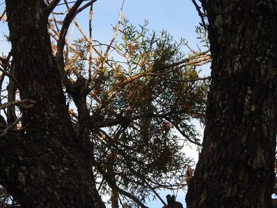 Phoradendron quadrangulare, photographed by Eduardo Luis Beltrocco