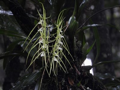 Brassia verrucosa, photographed by Grete Pasch