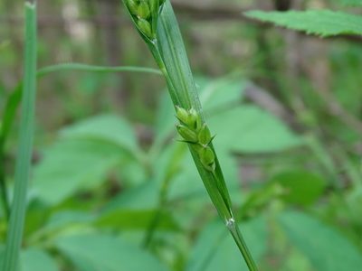 Carex grisea, photographed by Reuven Martin