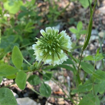 Trifolium reflexum, photographed by Miranda Kohout