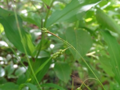 Carex formosa, photographed by Reuven Martin