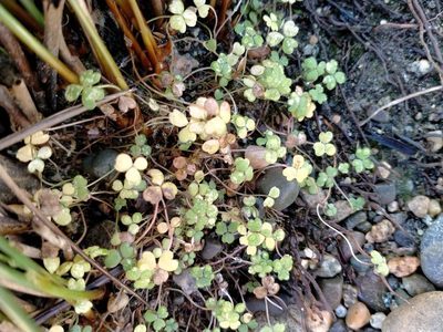 Hydrocotyle hydrophila, photographed by John Barkla