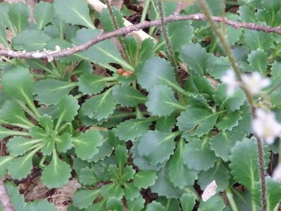 Saxifraga spathularis, photographed by Carminda Santos