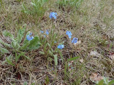 Myosotis asiatica, photographed by Syd Cannings