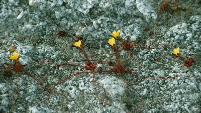 Saxifraga flagellaris, photographed by Tuoichen