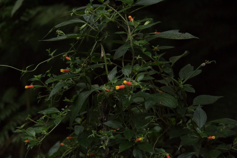 Manettia luteorubra, photographed by Fernando Sessegolo