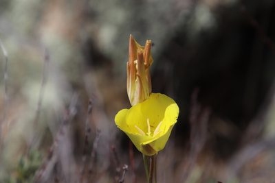 Calochortus concolor, photographed by Millie Basden