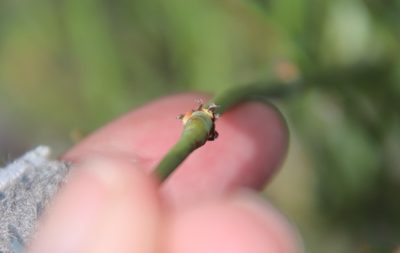 Ephedra californica, photographed by Millie Basden