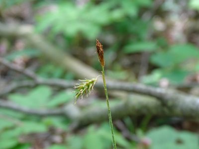 Carex castanea, photographed by Reuven Martin