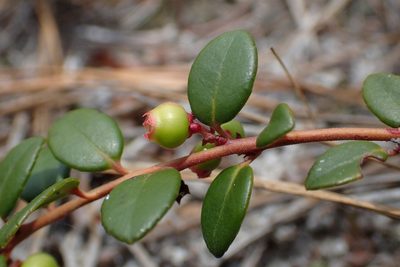 Vaccinium crassifolium, photographed by Austin Pursley