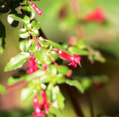 Fuchsia microphylla, photographed by ELOYJIMENEZ13