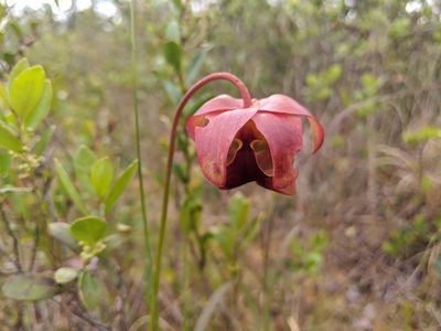 Sarracenia rubra, photographed by Austin Pursley