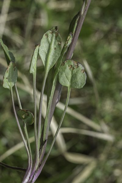 Packera dimorphophylla, photographed by Craig Martin