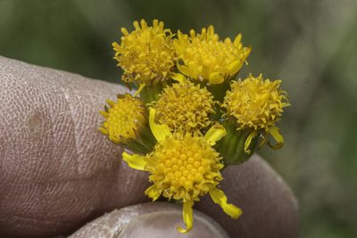 Packera dimorphophylla, photographed by Craig Martin