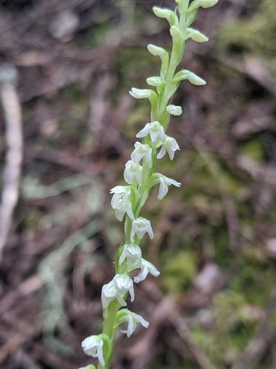 Platanthera ephemerantha, photographed by My-Lan Le