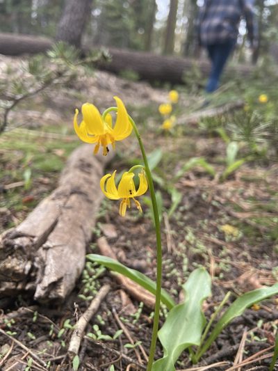 Erythronium pluriflorum, photographed by Brandon Wheeler