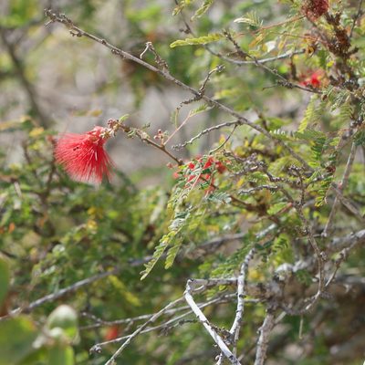 Calliandra californica, photographed by Bill Levine