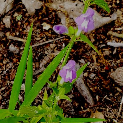 Scutellaria cardiophylla, photographed by Ayla