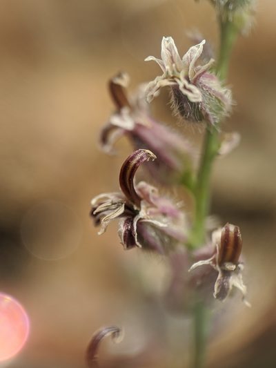 Streptanthus brachiatus, photographed by Alex Heyman