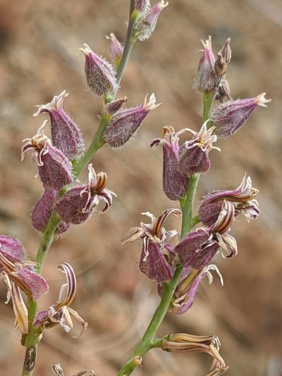 Streptanthus brachiatus, photographed by Alex Heyman