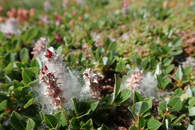 Salix uva-ursi, photographed by Laura J. Costello