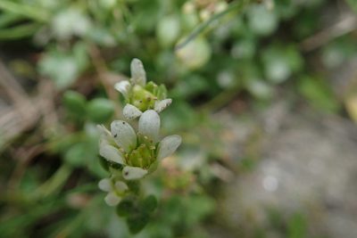 Saxifraga rivularis, photographed by Laura J. Costello