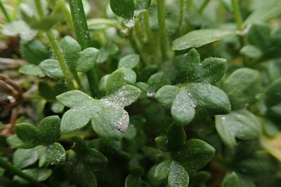 Saxifraga rivularis, photographed by Laura J. Costello