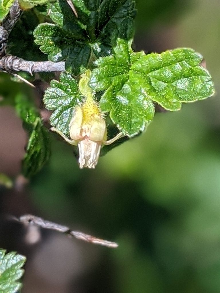 Ribes watsonianum, photographed by David Anderson