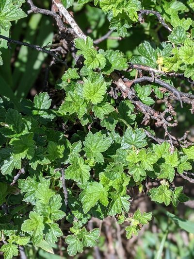 Ribes watsonianum, photographed by David Anderson