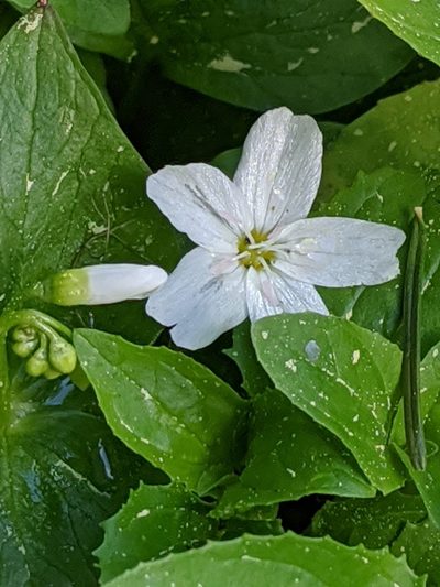 Claytonia cordifolia, photographed by David Anderson